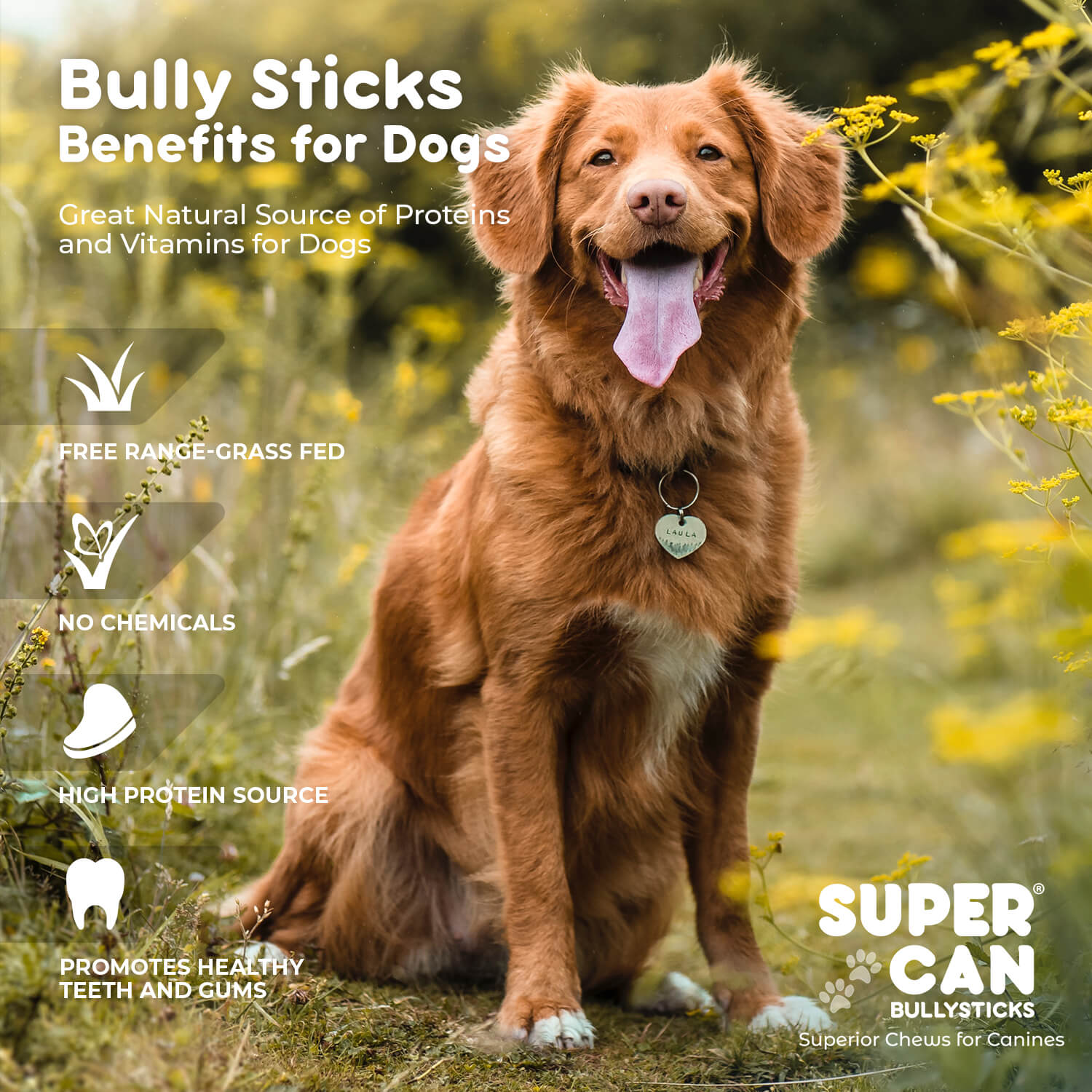 6" Standard Bully Sticks (25-Pack)